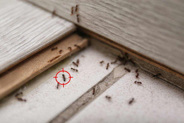 Best Rat Extermination Near Me  in Chesapeake, VA