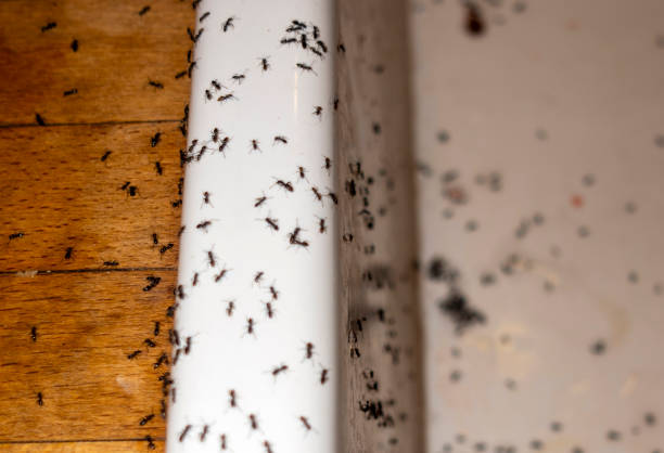 Best Spider Control Near Me  in Chesapeake, VA
